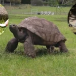 Jonathan the Tortoise