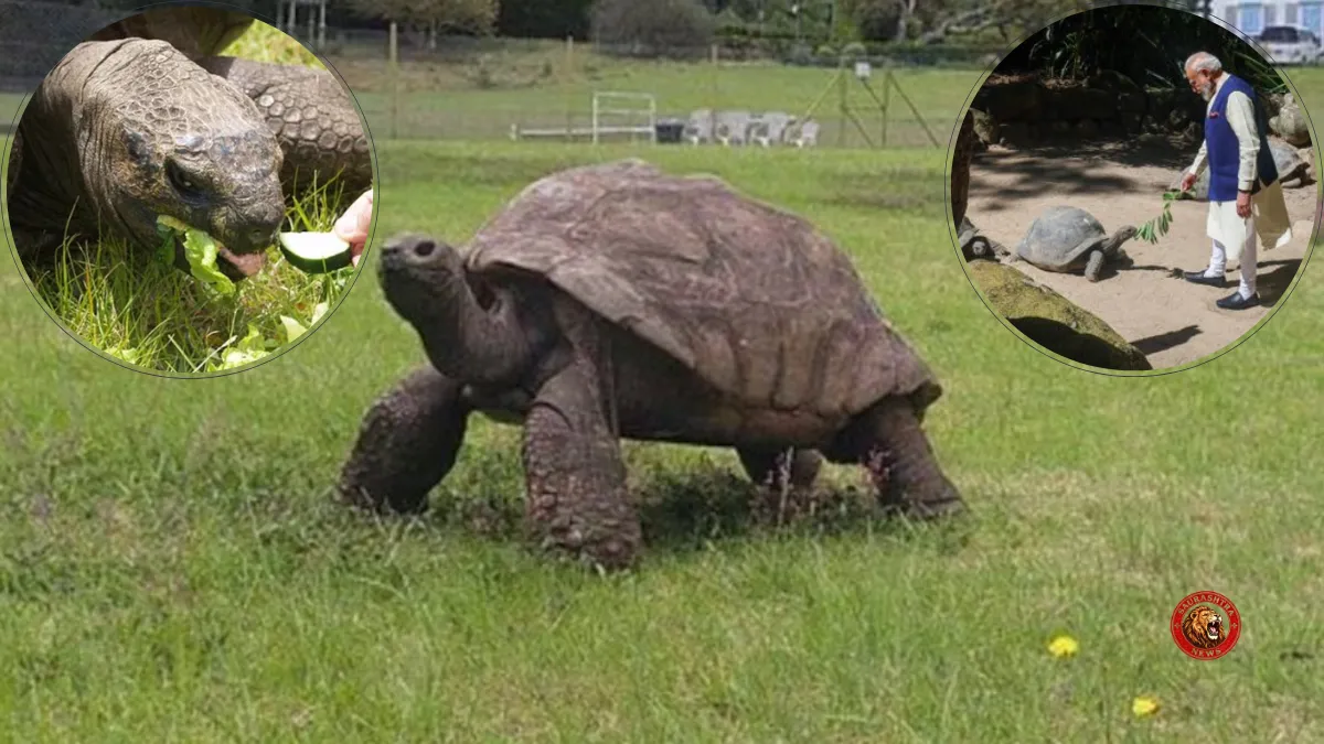 Jonathan the Tortoise