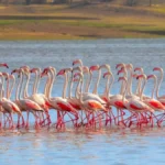 Wildlife Institute of India