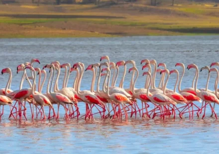 Wildlife Institute of India