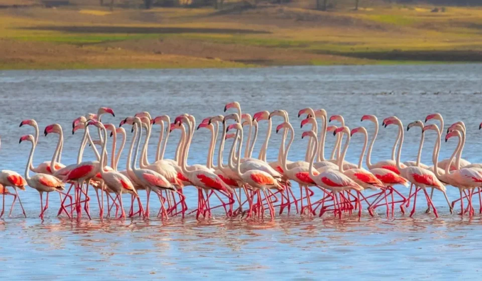 Wildlife Institute of India