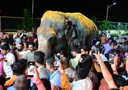 Madhuri Elephant to Return to Kolhapur